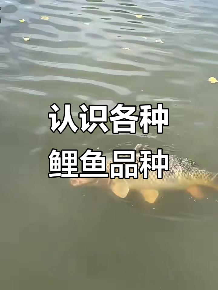 鲤鱼品种大揭秘:从德国靖鲤到兴国红鲤