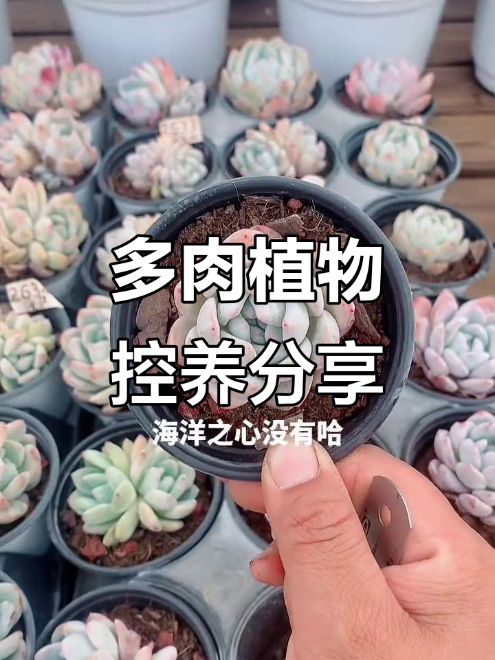 雪天使、白凤等多肉植物控养展示，桩置与上色变化大揭秘