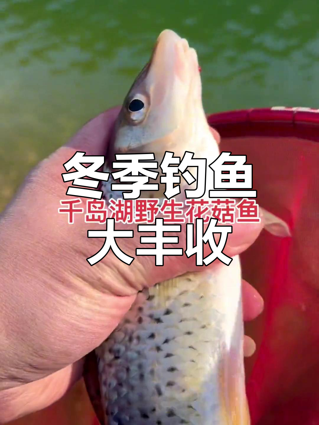 千岛湖冬钓鲫鱼,花菇金鱼齐飞