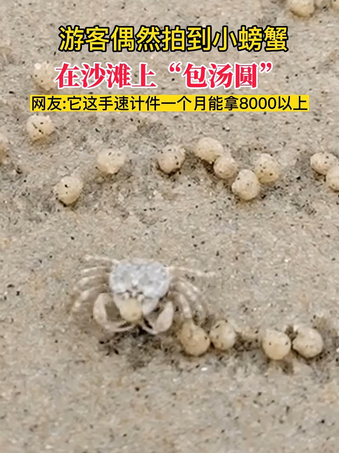 游客偶然拍到小螃蟹在沙滩上“包汤圆”,网友:它这手速计件一个月能拿8000以上工资