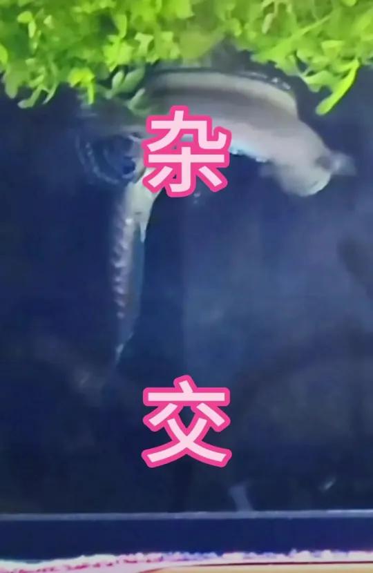 杂交 金尘不好繁殖,那就杂交吧 雷龙鱼 黄金眼镜蛇雷龙 巴卡雷龙 杂交雷龙 雷龙鱼苗饲养方