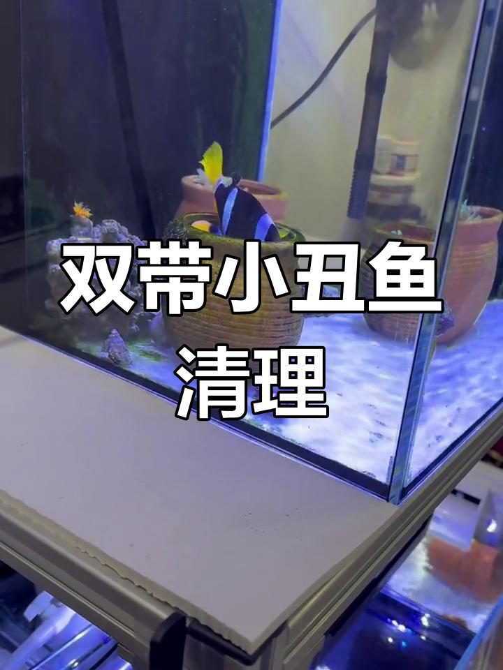 小丑鱼清理繁殖罐,准备产卵