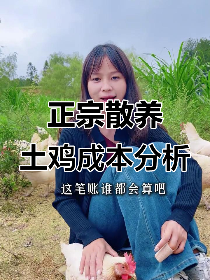 一只正宗散养土鸡的成本到底有多高?揭秘养殖成本与售价差距