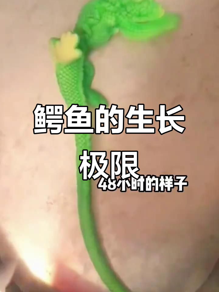 一只鳄鱼能长多大?快来一起见证它的成长!