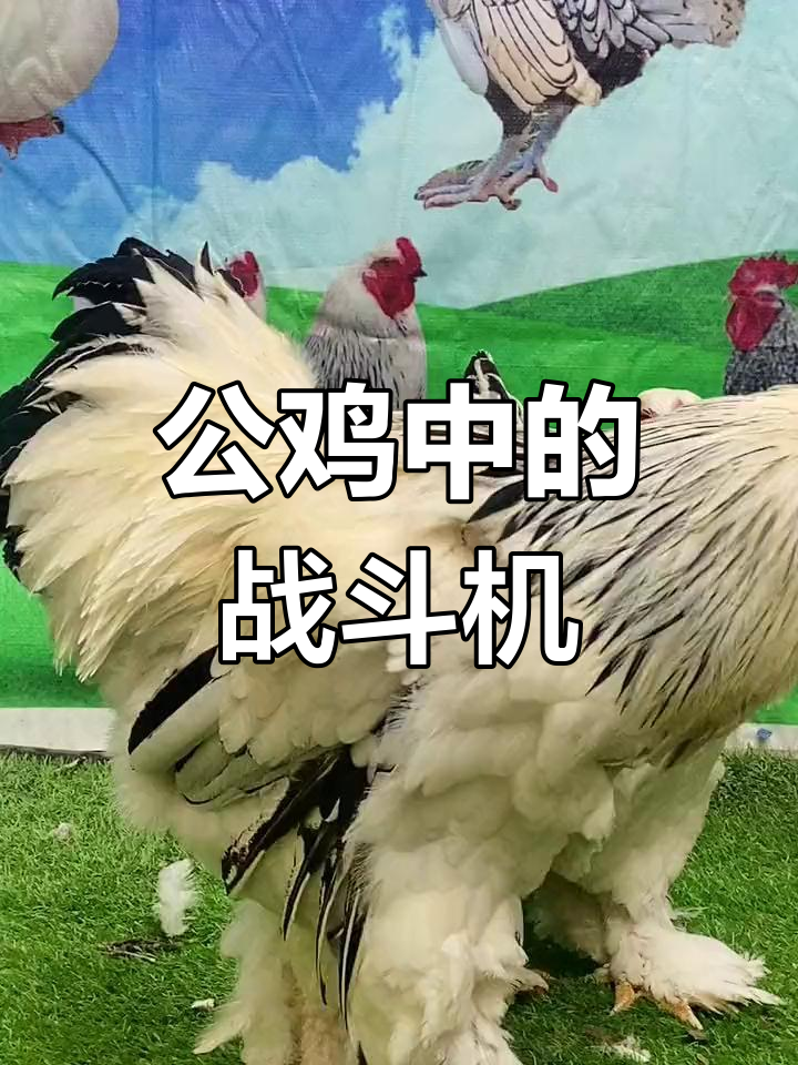 黑白花婆罗门公鸡,观赏新宠