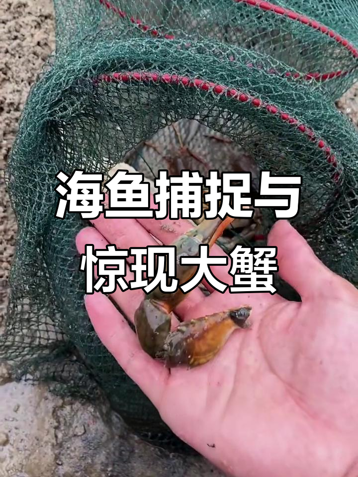 赶海捕捞小虾小鱼,意外发现一只大螃蟹和海龙