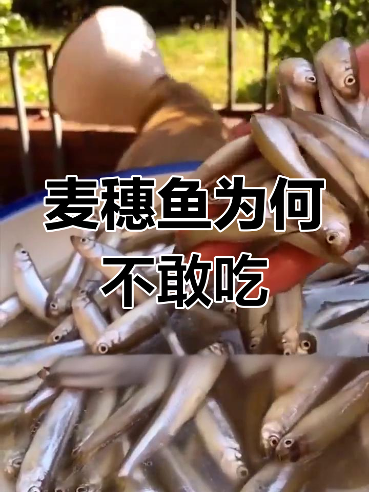 麦穗鱼曾是美食,如今为何被嫌弃?泛滥成灾背后的真相