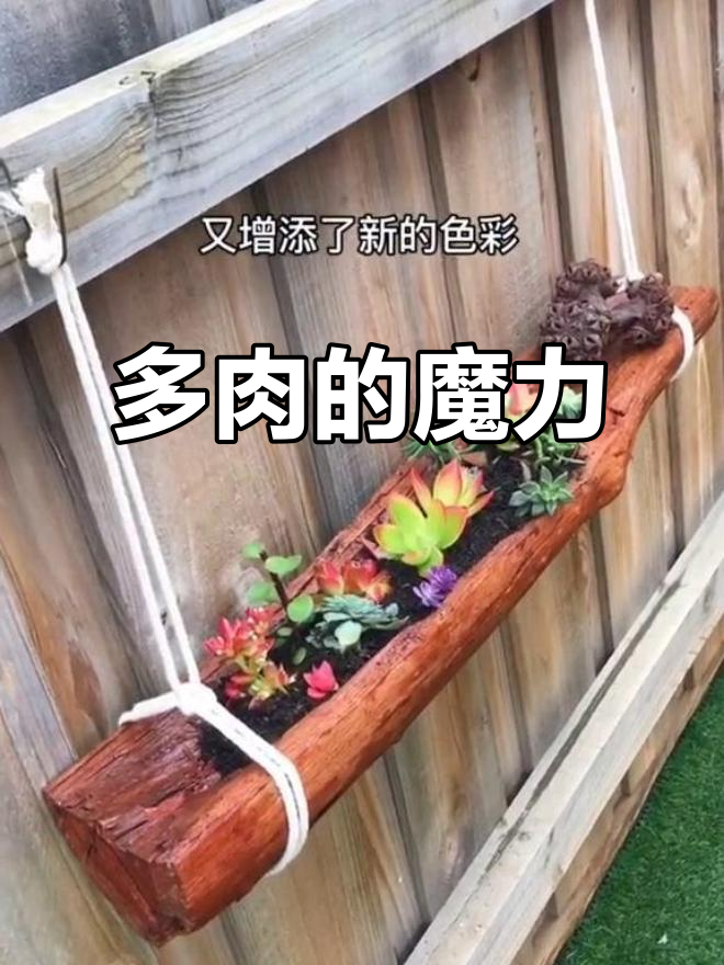 枯木因多肉焕发新生,坚硬内心也变得柔软而富有魅力