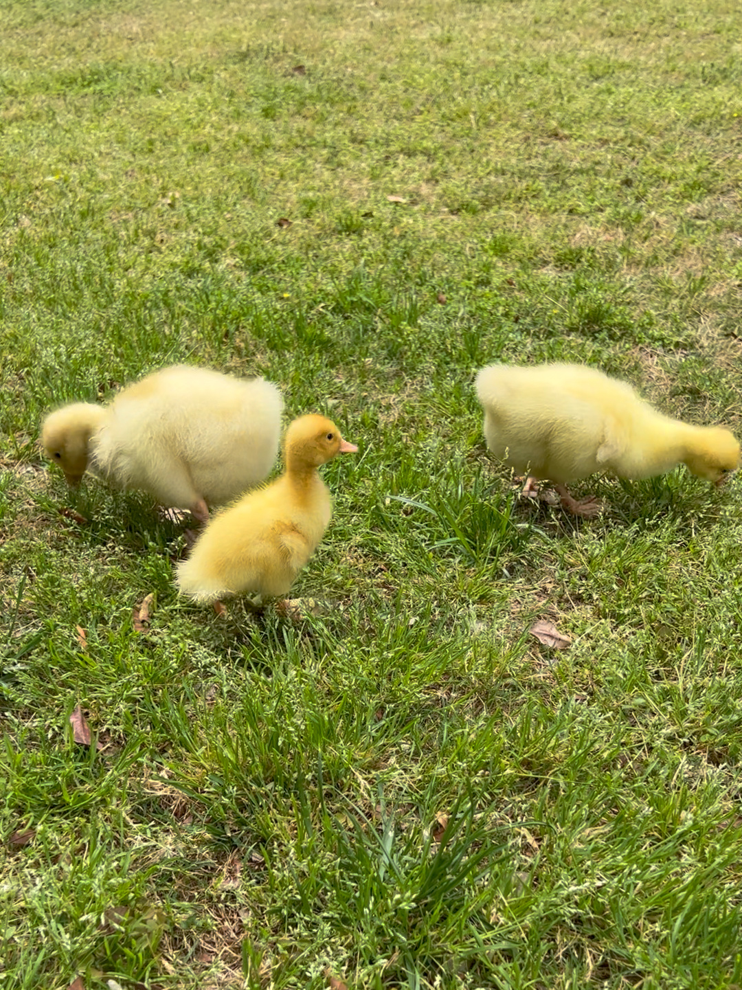 小鹅小鸭的区别