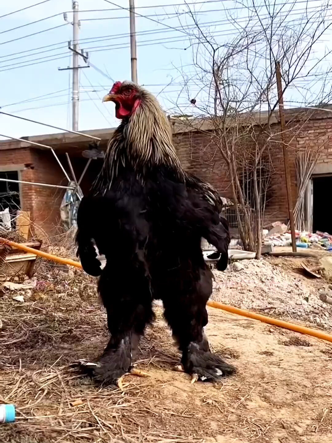 世界上体型最大的鸡,身高1.2米