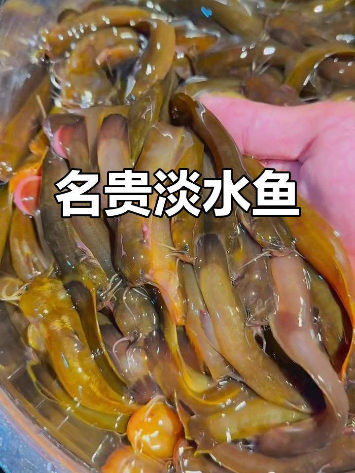 贵州淡水鱼，尝过或未尝试的都有惊喜！