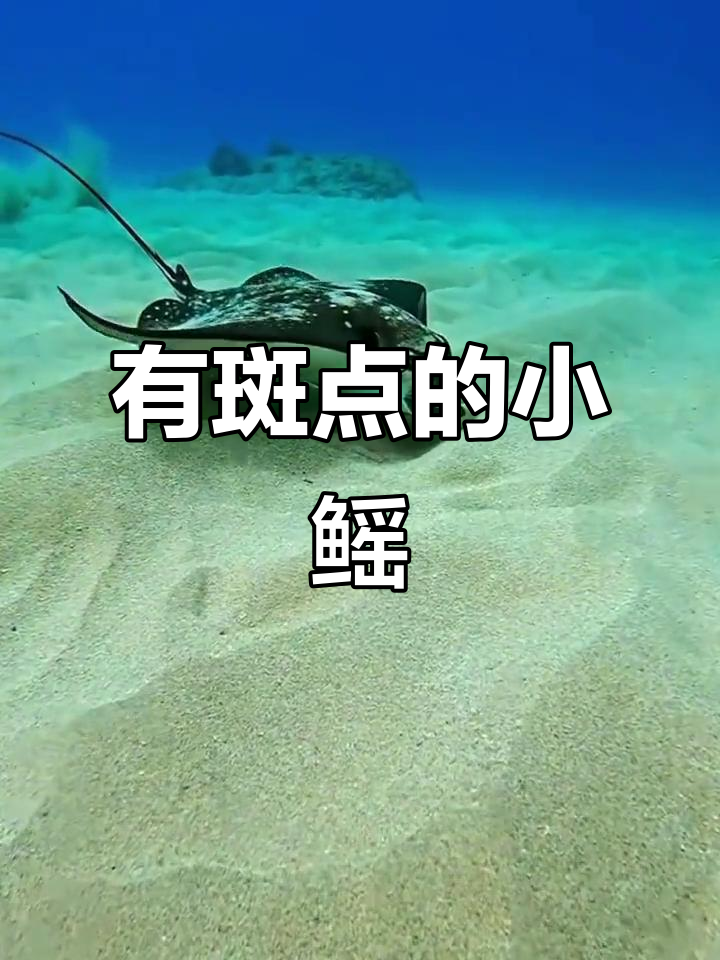 背上有斑点的神秘鳐鱼,你见过吗?
