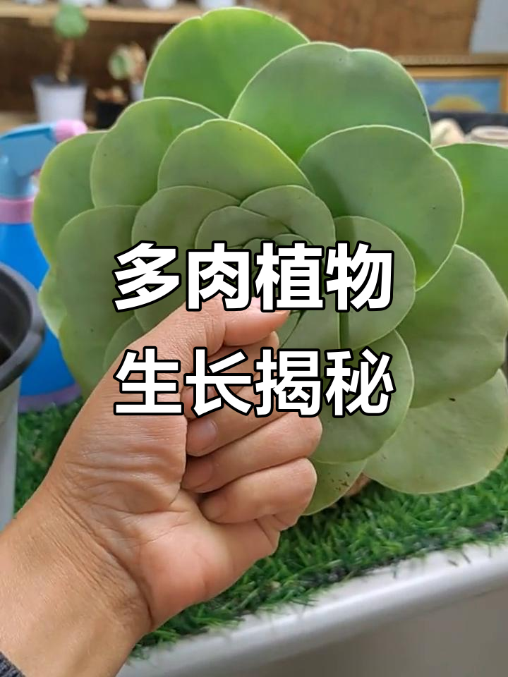 玫瑰与多肉植物的奇妙变化,休眠期和生长期的对比