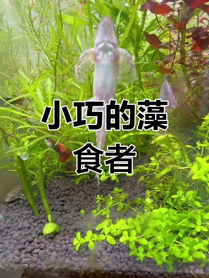 樱口鳅:小巧可爱的工具鱼