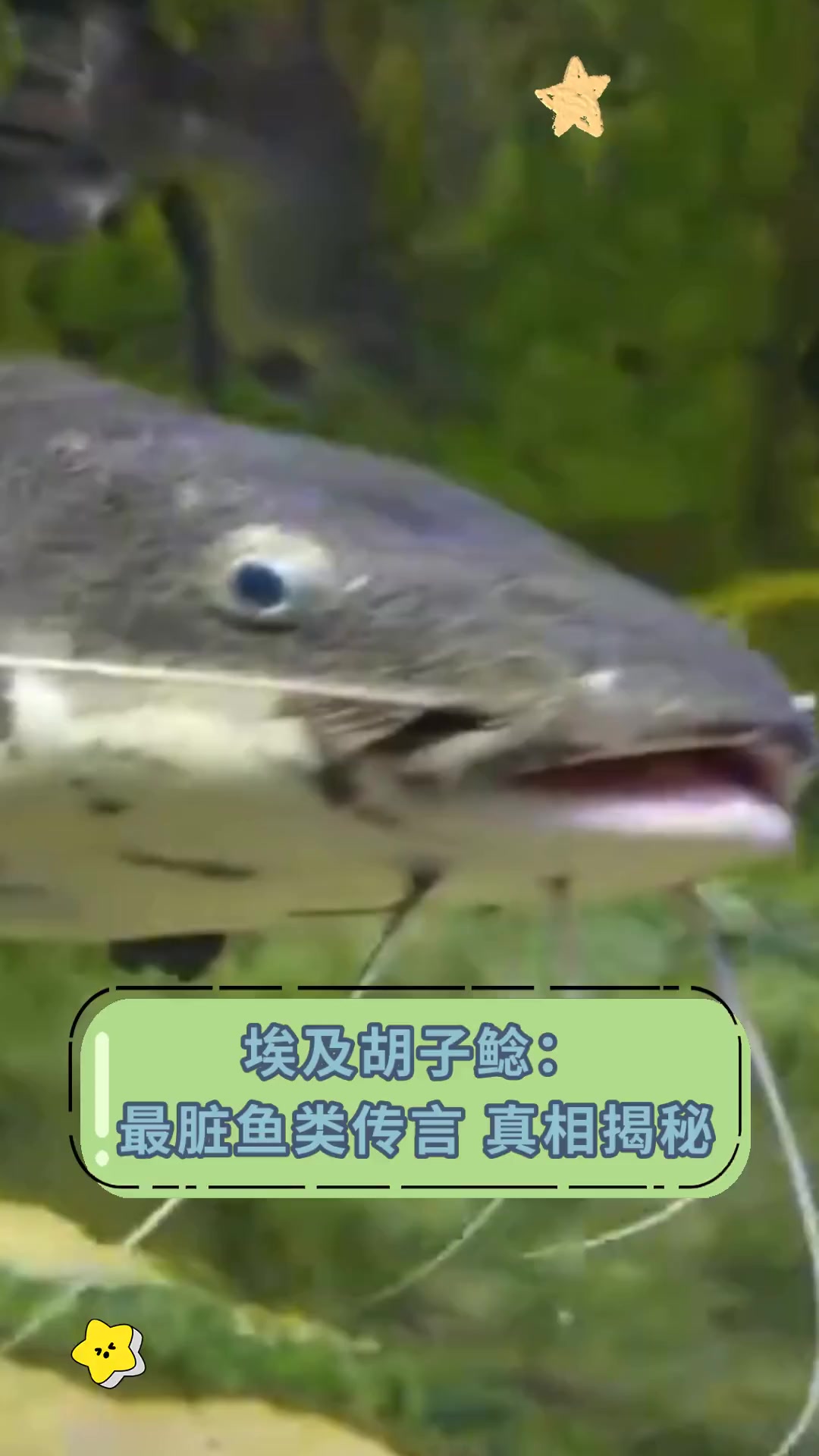 埃及胡子鲶:最脏鱼类传言,真相揭秘