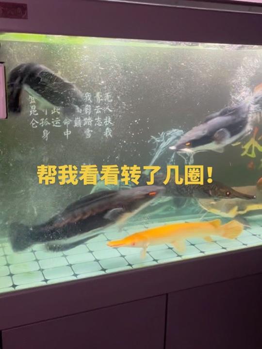 铅笔雷龙鱼的死亡翻滚，这就是猛鱼的威力吗！