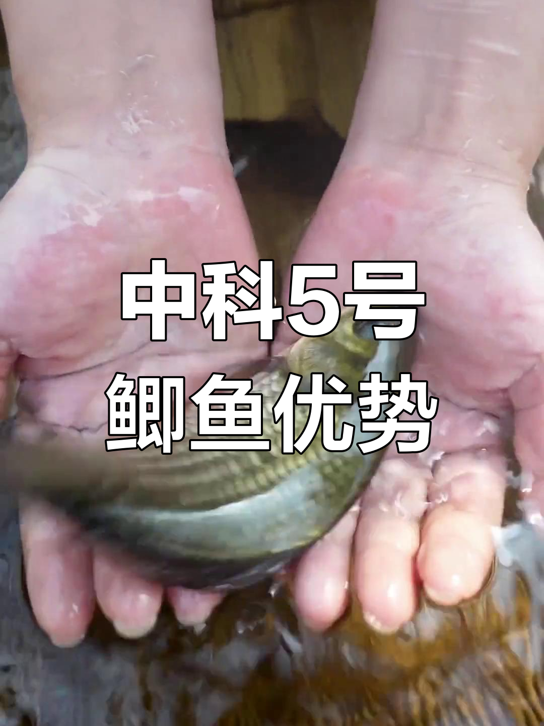 中科5号鲫鱼与普通土鲫的区别