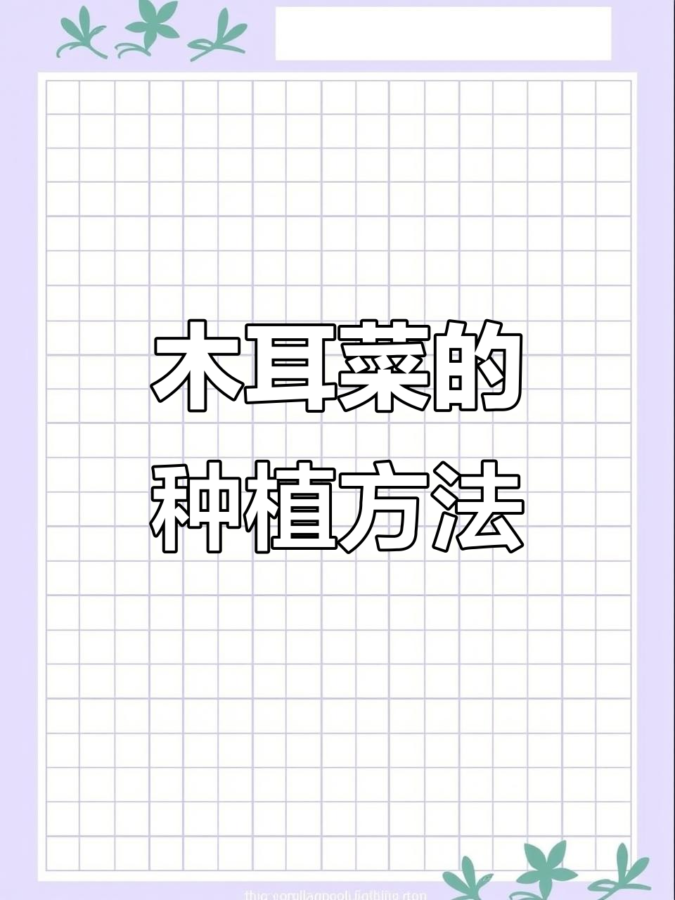 木耳菜种植技巧:从种子催芽到采收全攻略