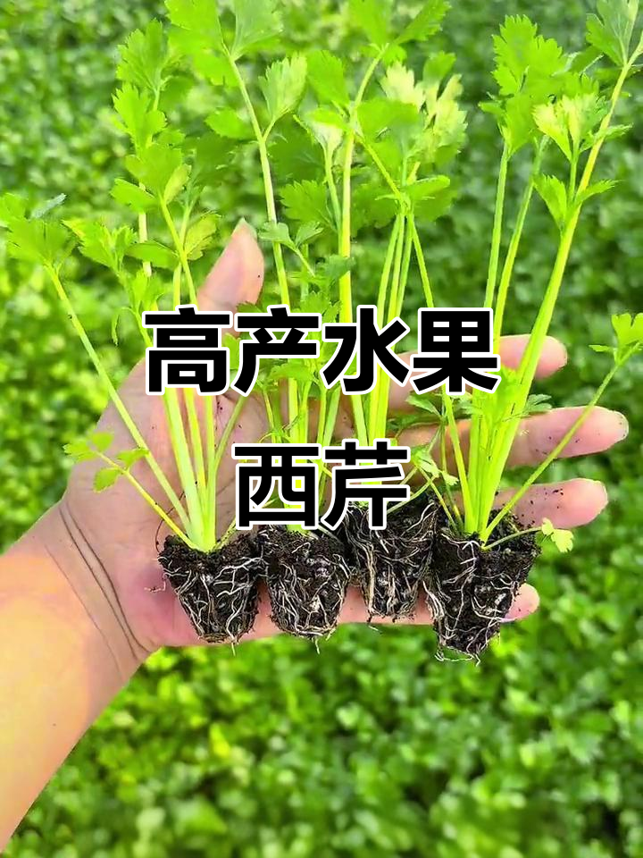 法国皇后西芹:汁水丰富,产量高,生吃炒菜皆宜