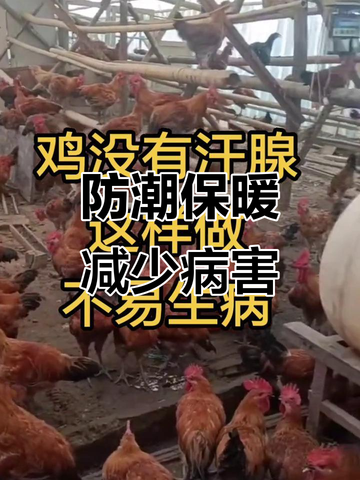 鸡舍环境控制:简易木架搭建,减少疾病发生