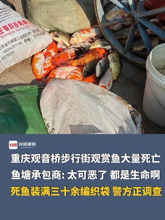 重庆观音桥步行街观赏鱼突然大量死亡,死鱼装满三十余编织袋,警方:正在调查