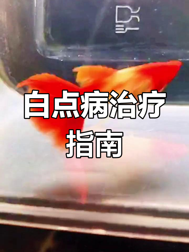 孔雀鱼白点病治疗方法详解