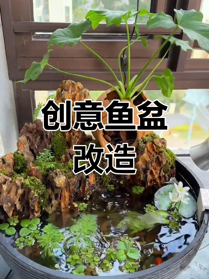 爷爷的鱼盆,几块石头和沙土点缀,竟变得别致起来