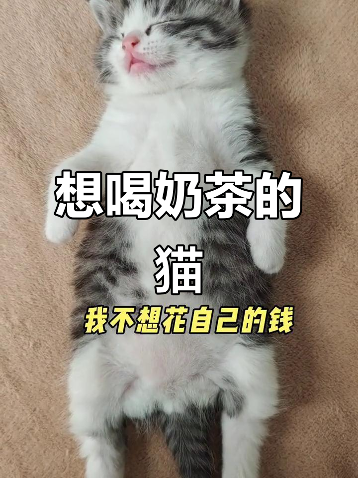 猫咪日常:不想花钱,只想喝奶茶