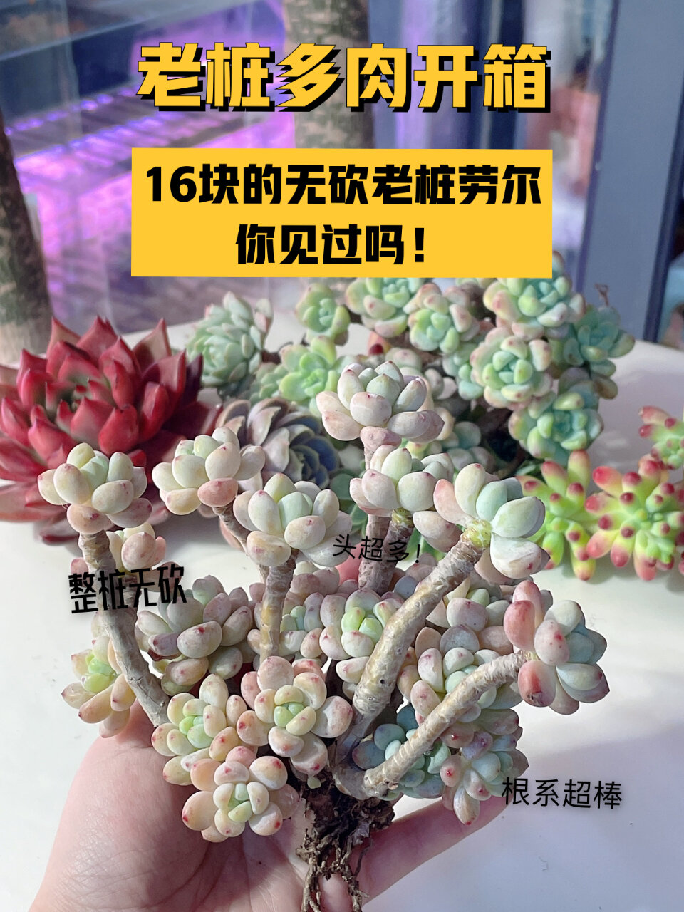 16块的无砍老桩劳尔,你见过吗!