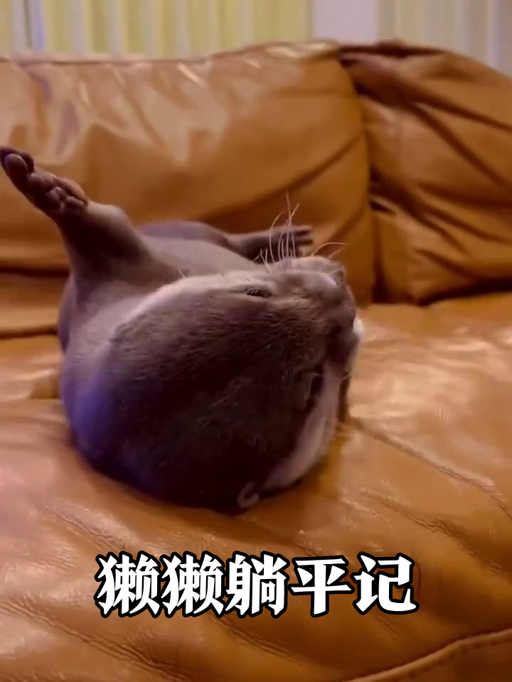 水獭沙发瘫成表情包!撒娇讨食萌化了