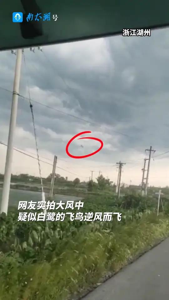 网友实拍大风中凌乱飞舞的飞鸟素材: