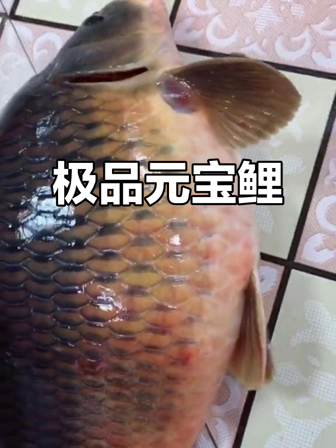 元宝河花鲤鱼,肉质鲜美无匹,淡水鱼无法比拟