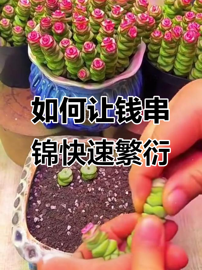 钱串锦豆肉繁殖技巧,轻松爆盆方法揭秘