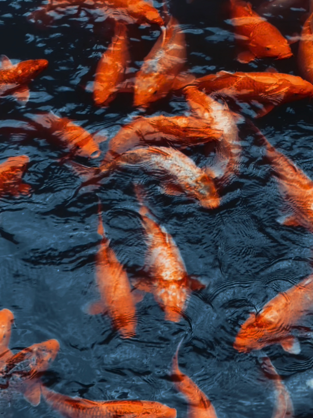 动态壁纸|好运锦鲤