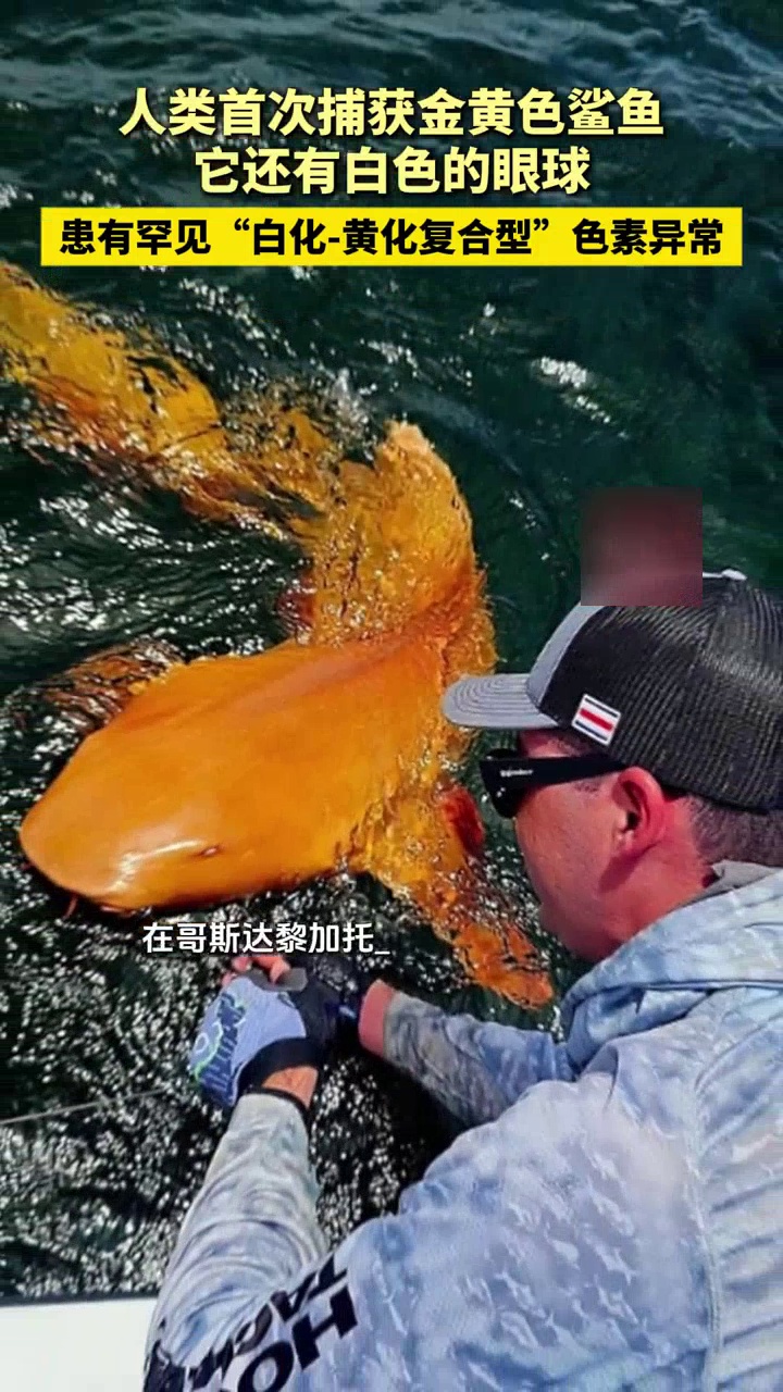 人类首次捕获金黄色皮肤、白色眼球鲨鱼，患罕见“白化-黄化复合型”色素异常