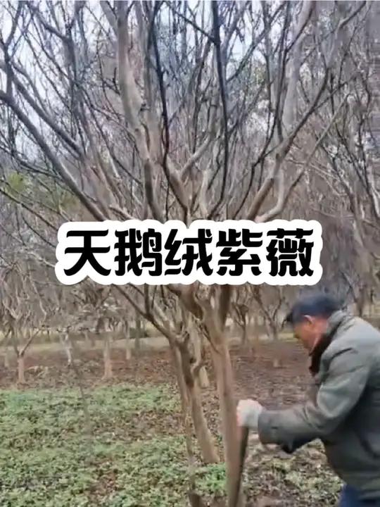 天鹅绒紫薇属于千屈菜科紫薇属,是一种集观花、观叶及耐寒性特征于一体的优良紫薇品种。天鹅绒紫