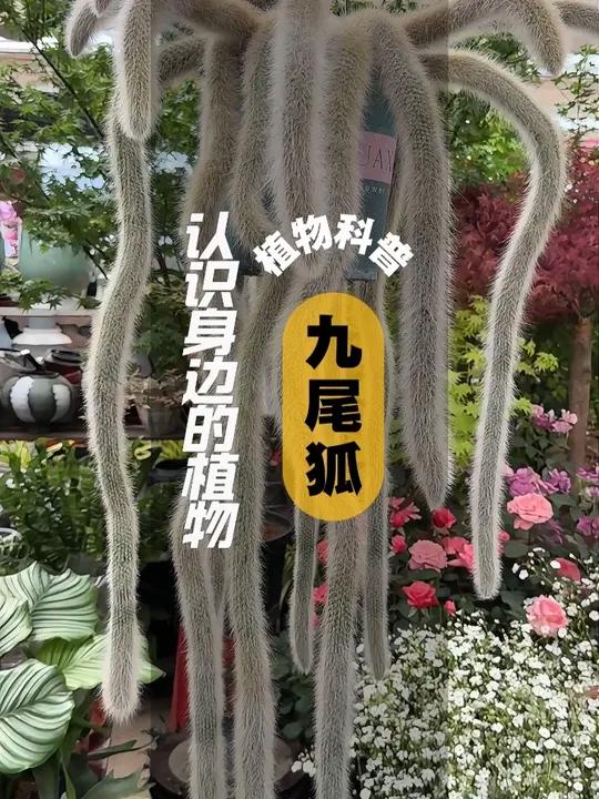 植物科普 I 九尾狐 九尾狐是仙人掌科管花柱属多肉植物 原产玻利维亚,其肉质茎非常柔软 幼