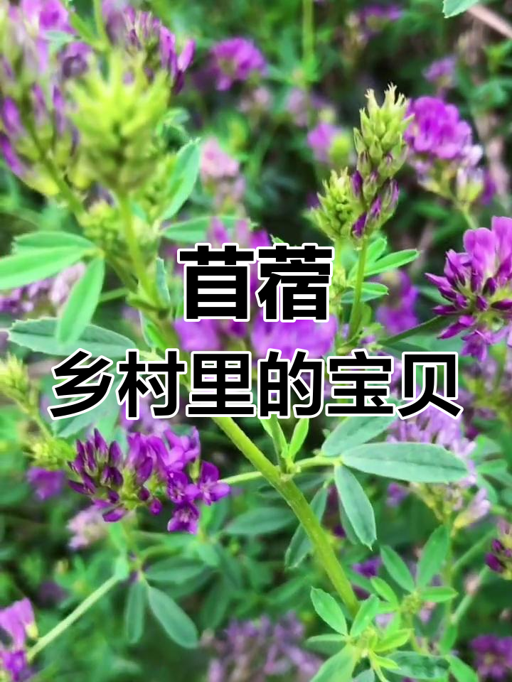 苜蓿:农村的宝藏野菜,竟是牧草之王