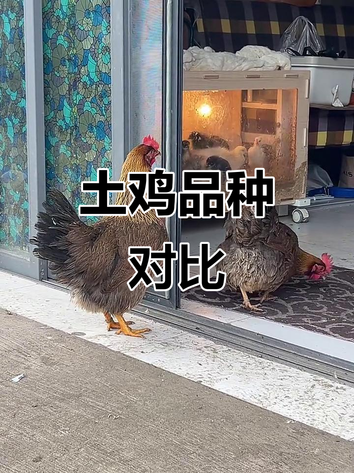 清远麻鸡体型小巧,黄脚黑羽;瑶鸡肉质丰满,体重可达五斤