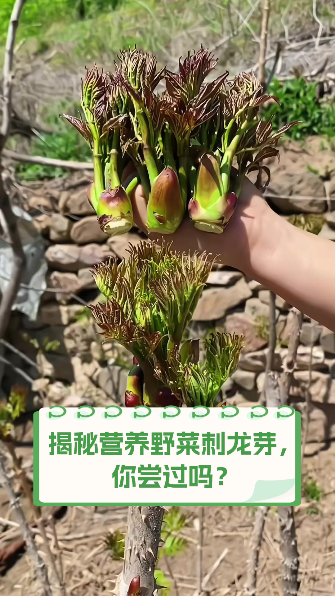 揭秘营养野菜刺龙芽,你尝过吗?