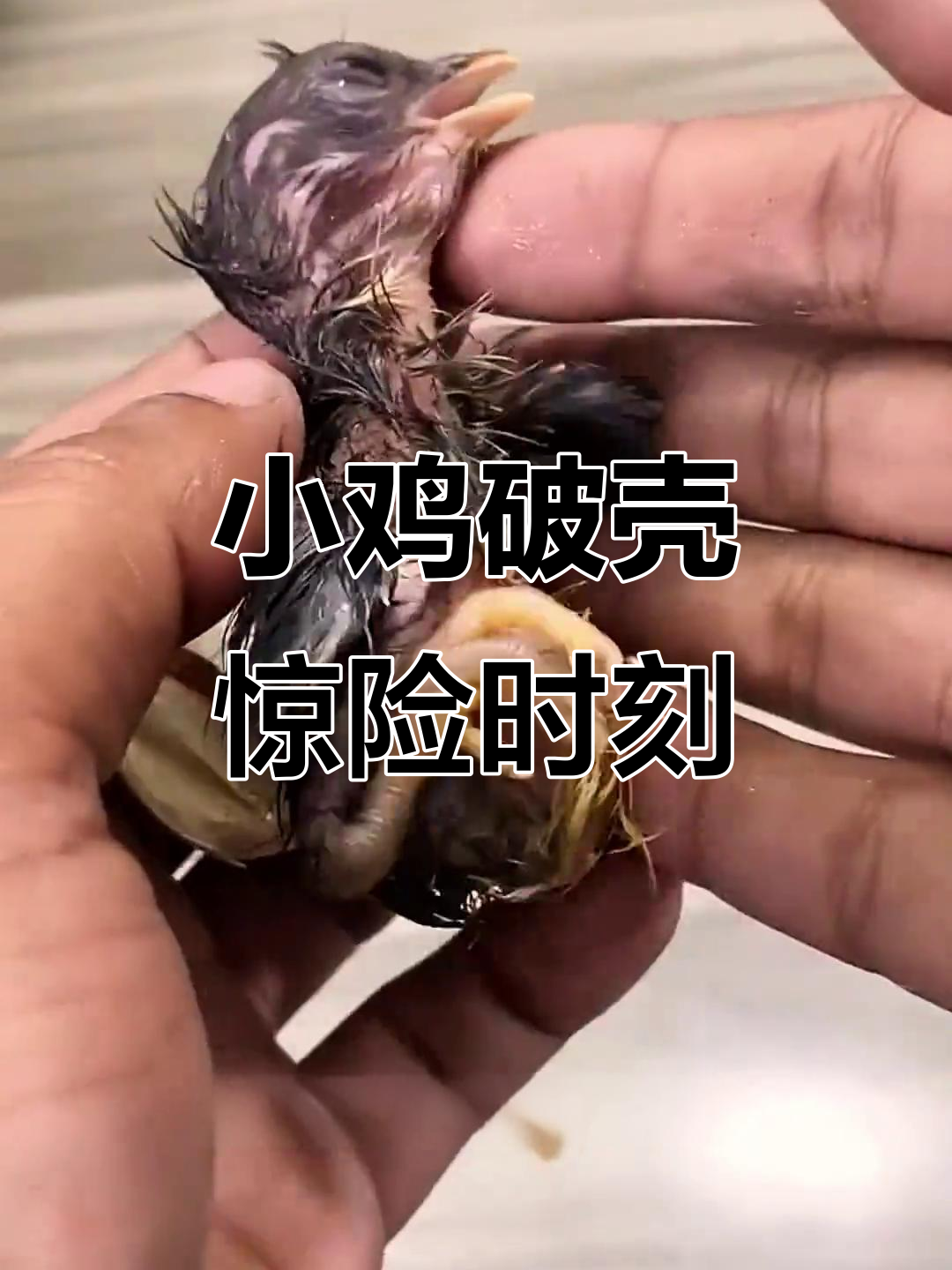 男子用钳子小心翼翼剥开蛋壳，小鸡艰难破壳而出