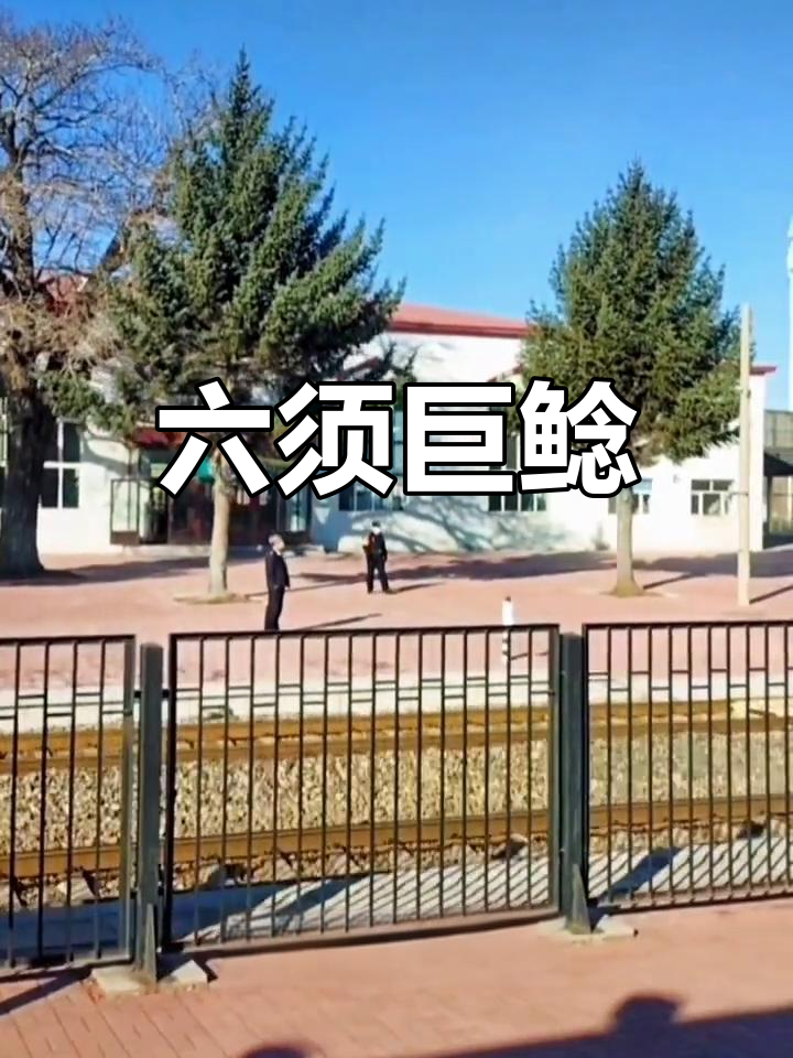 拉哈站鲶鱼,六须巨型,能长至百斤