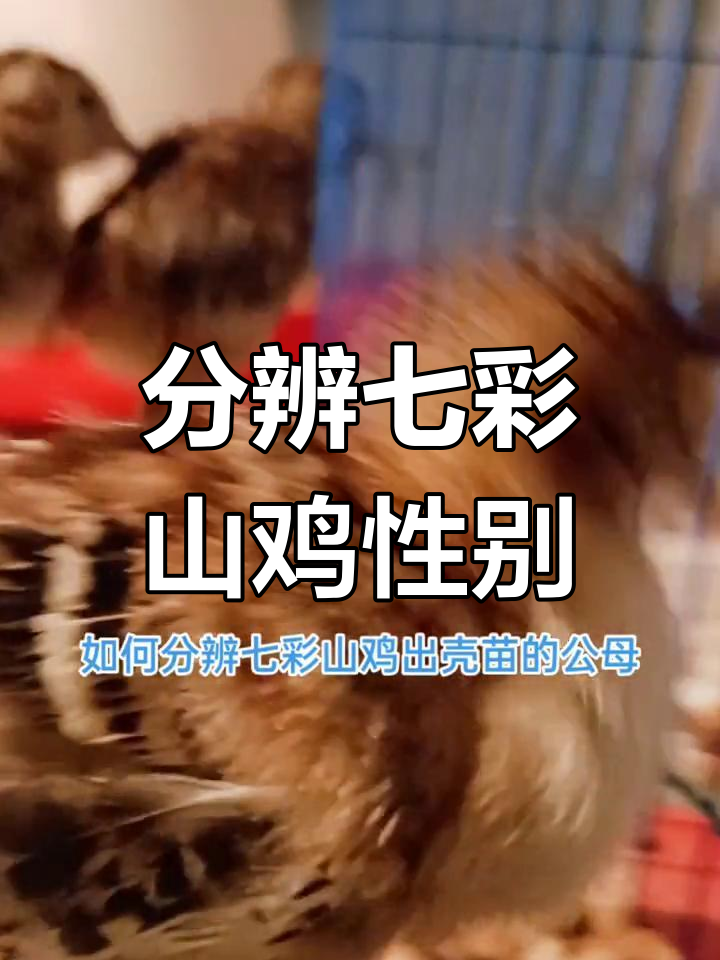 如何辨别七彩山鸡苗的公母