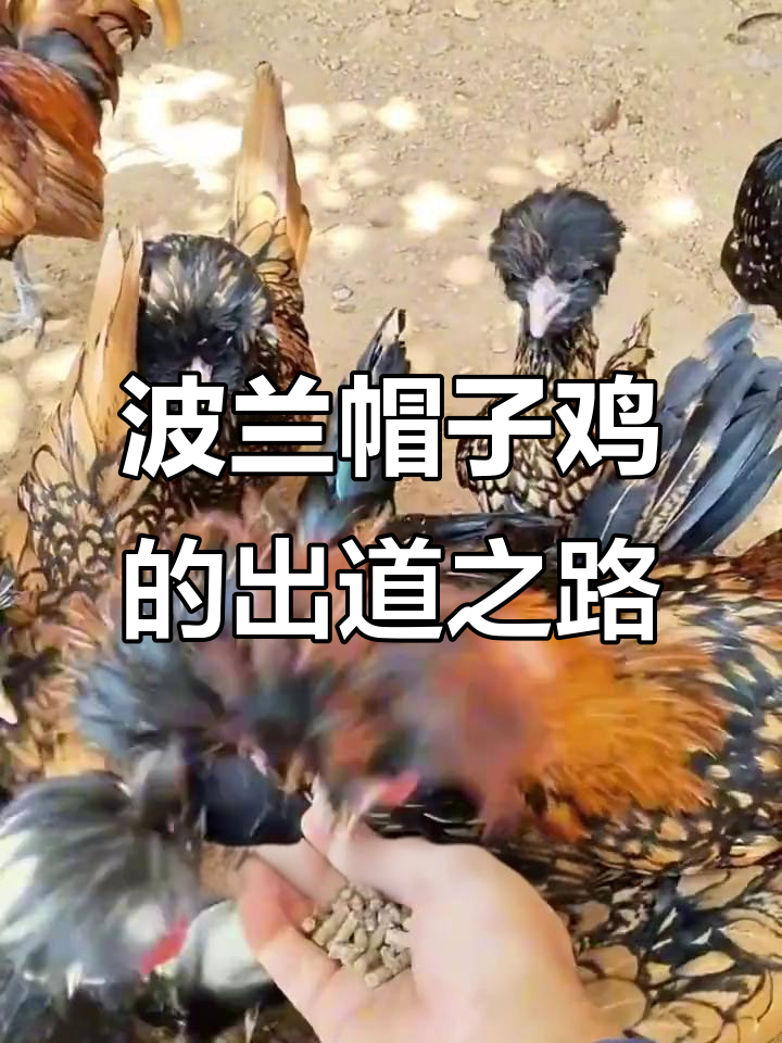 波兰帽子鸡：从小鸡到明星，搞笑又励志的成长故事