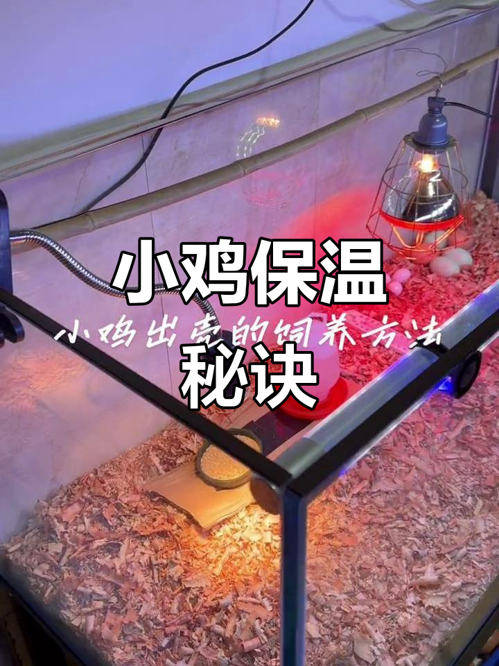 芦丁鸡孵化后,保持35度温度至关重要,确保健康成长