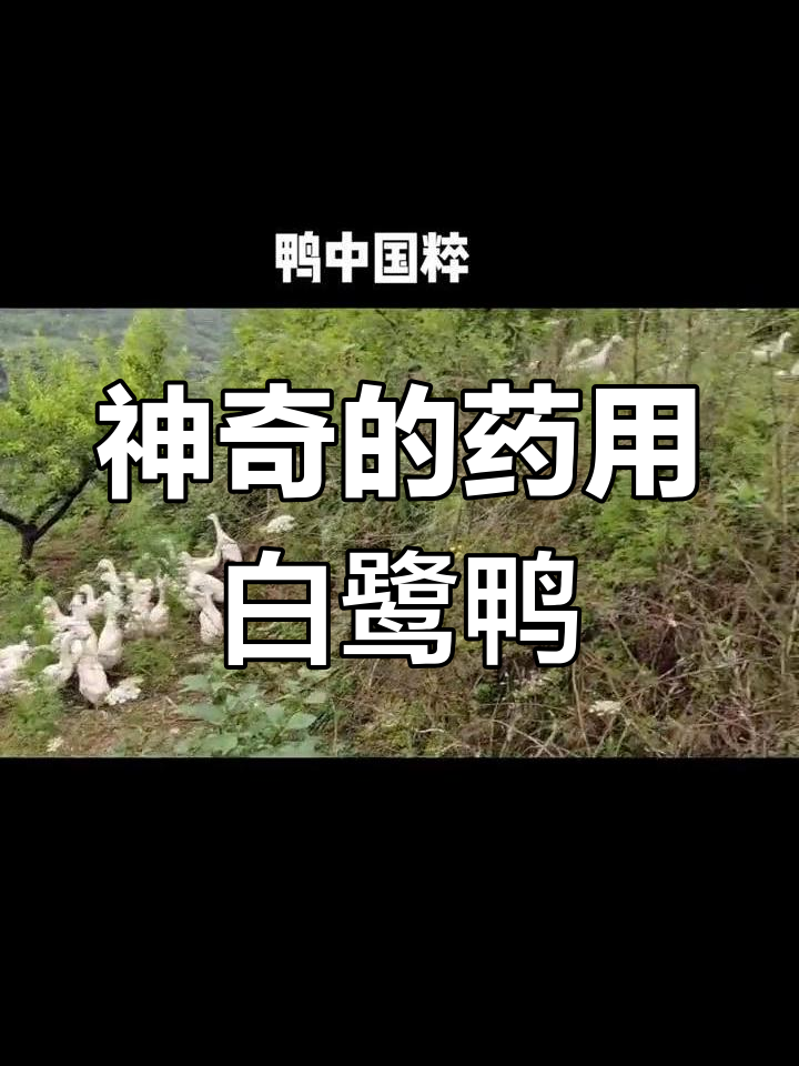 白鹭鸭:唯一药用鸭子,滋补又美味