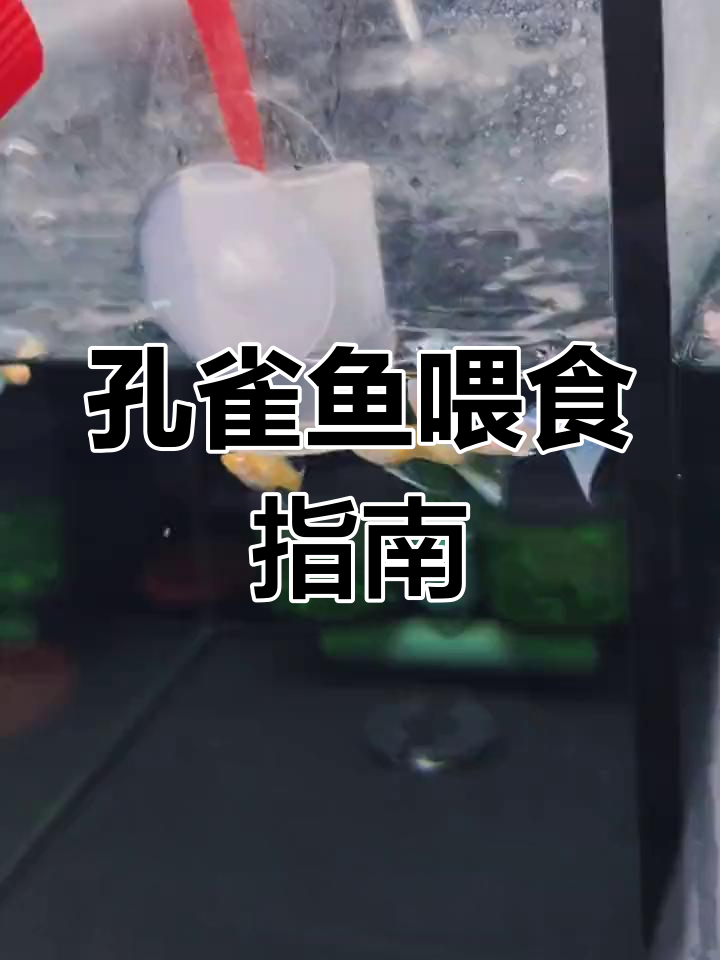 孔雀鱼吃什么长得快?丰年虾、饲料选择全解析