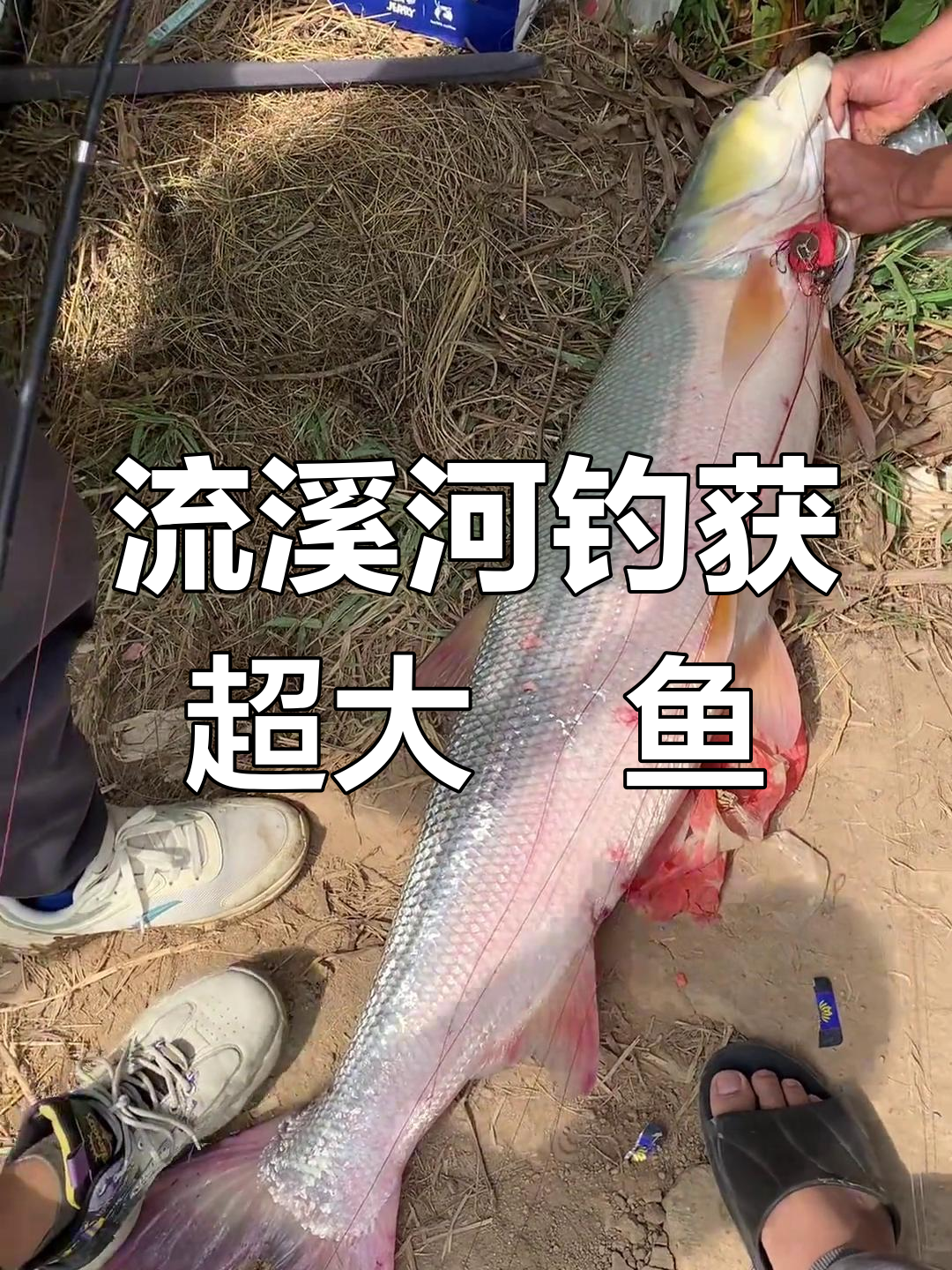 鳡鱼大爆发!流溪河惊现巨型鱼类,重量惊人