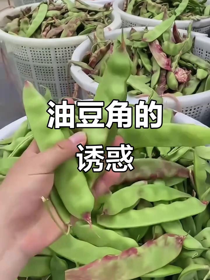 东北油豆角炖大骨,香气扑鼻,炒肉更是一绝!