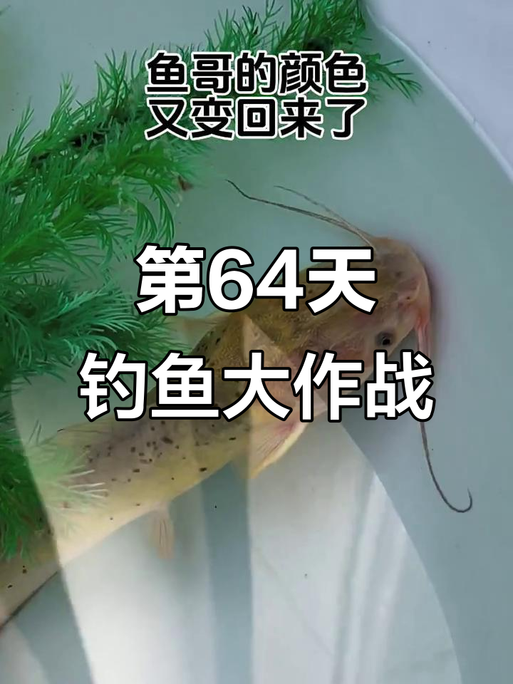 鱼哥颜色回归,挑战第六十四天爆头惊险瞬间